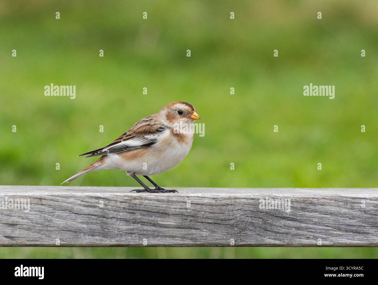 Snow Bunting in piedi su un muro di pietra a Beacon Hill in autunno Foto Stock