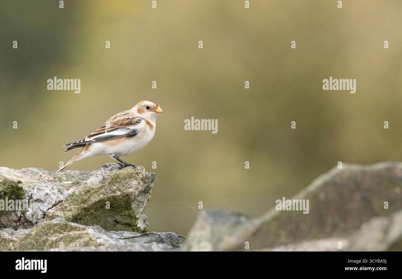 Snow Bunting in piedi su un muro di pietra a Beacon Hill in autunno Foto Stock