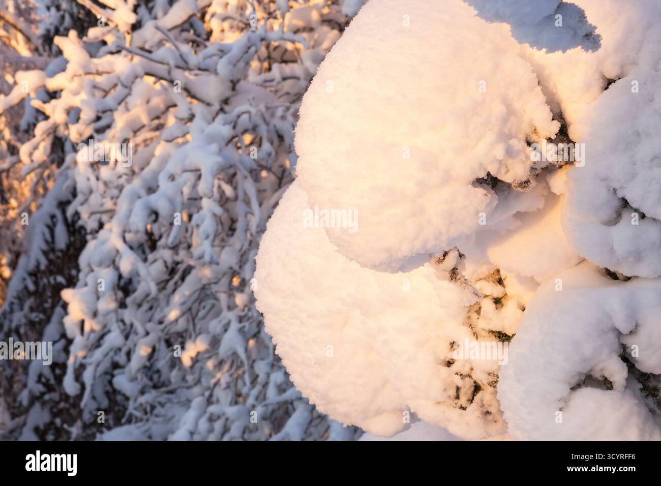 Rami innevati di un albero al tramonto Foto Stock