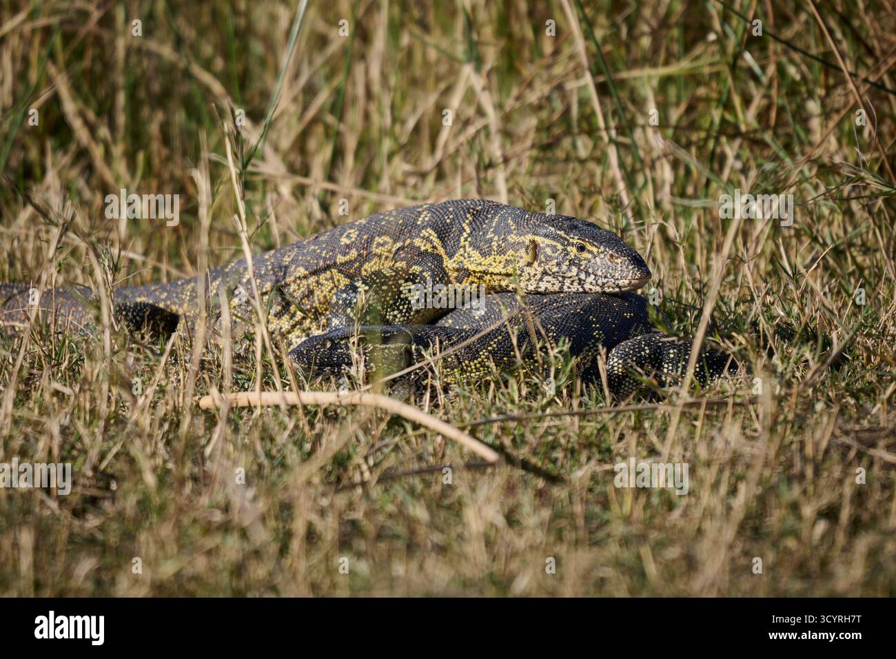 Coppia di esemplari di lucertola del Nilo (Varanus niloticus), riserva di caccia di Moremi, Botswana Africa Foto Stock