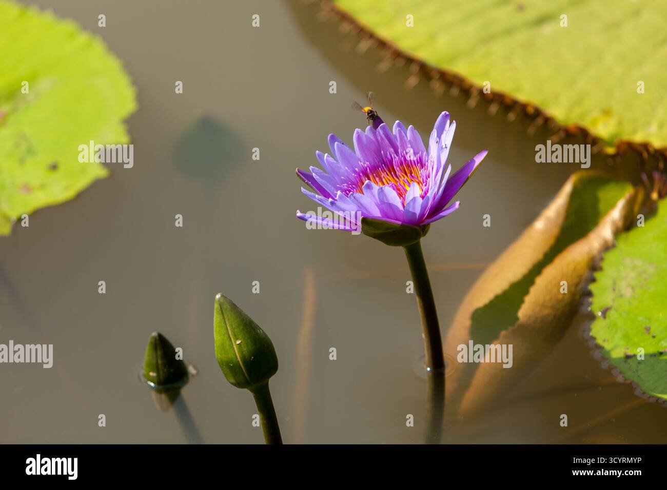 Purple Waterlily, Lotus Flower with Bee, Blue Lotus Flower, Lotus Blossom, Lotus Foto Stock