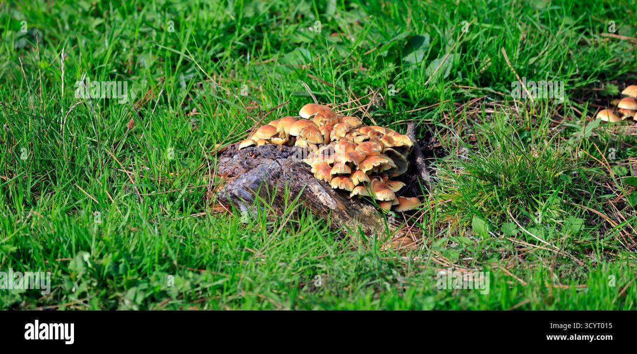Funghi al lago artificiale Llanishen e al parco di campagna, Cardiff, Galles del Sud, Regno Unito. Presa ottobre 2025 Foto Stock