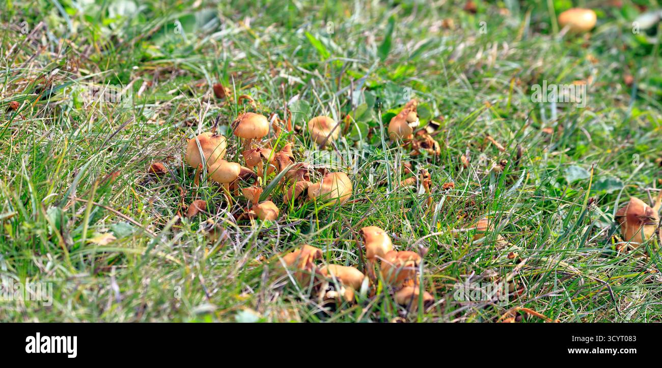 Funghi al lago artificiale Llanishen e al parco di campagna, Cardiff, Galles del Sud, Regno Unito. Presa ottobre 2025 Foto Stock
