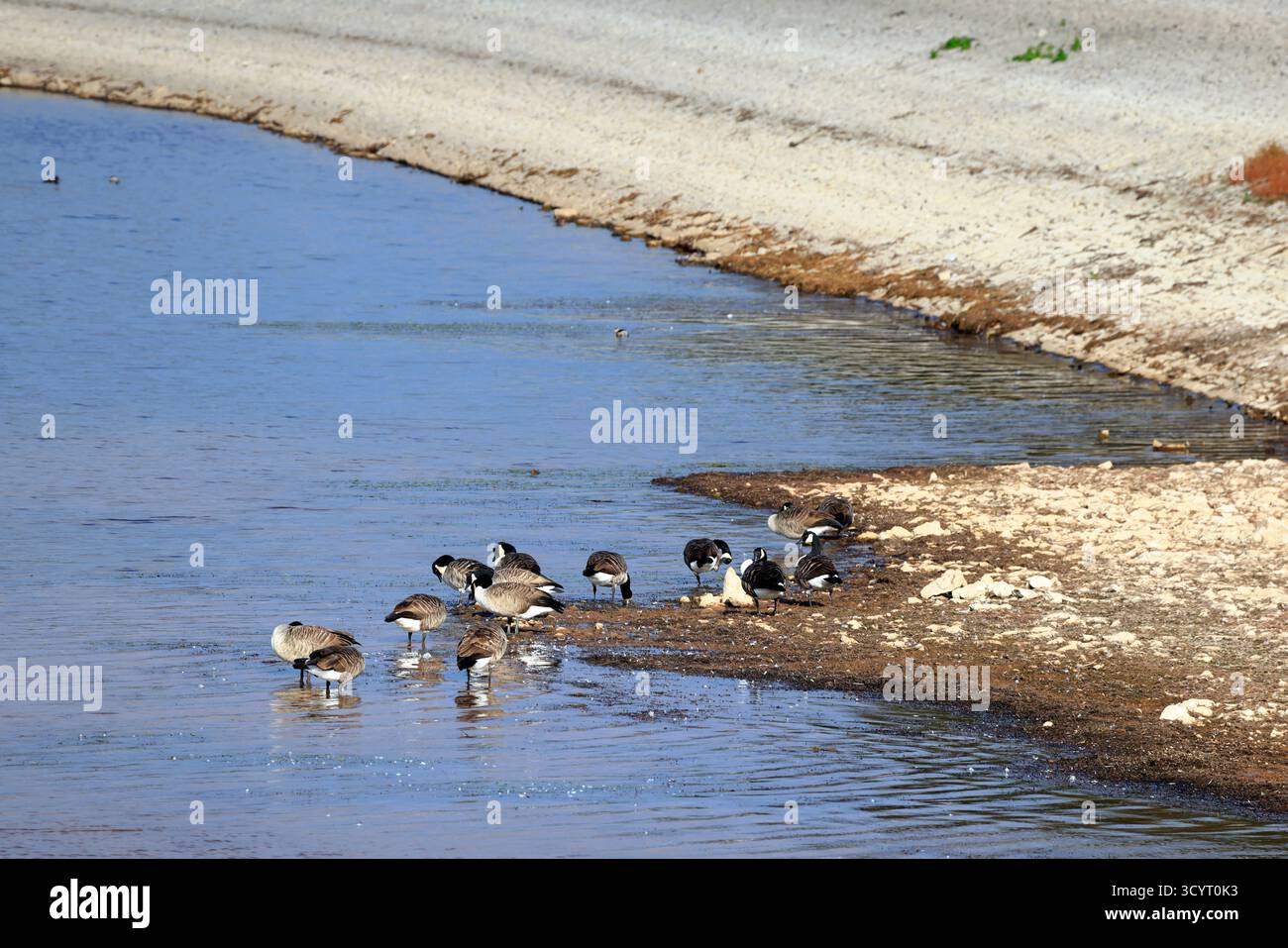 Oche del Canada (branta canadensis) Llanishen Reservoir and Country Park, Cardiff, South Wales, UK. Presa ottobre 2025 Foto Stock