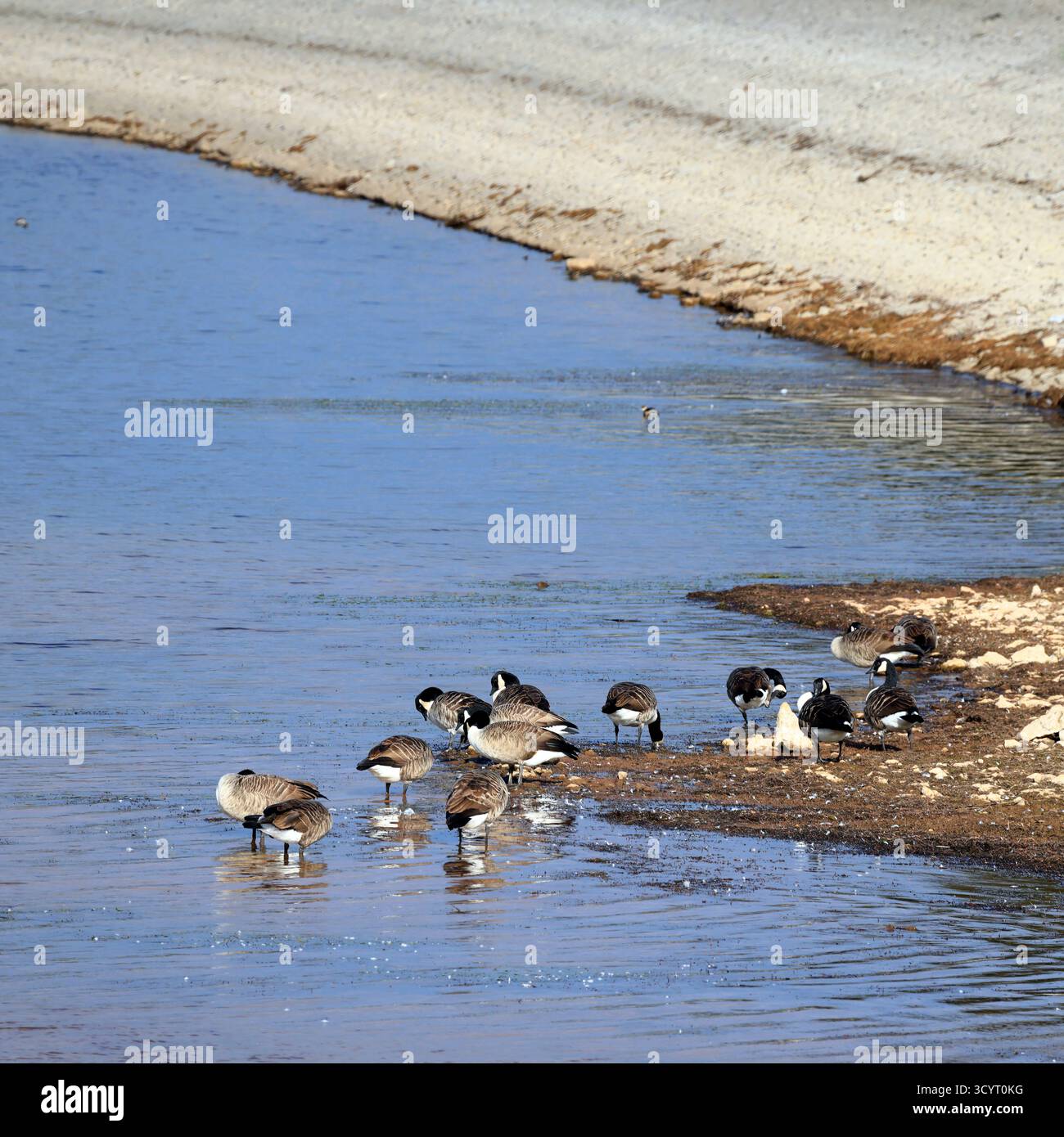 Oche del Canada (branta canadensis) Llanishen Reservoir and Country Park, Cardiff, South Wales, UK. Presa ottobre 2025 Foto Stock