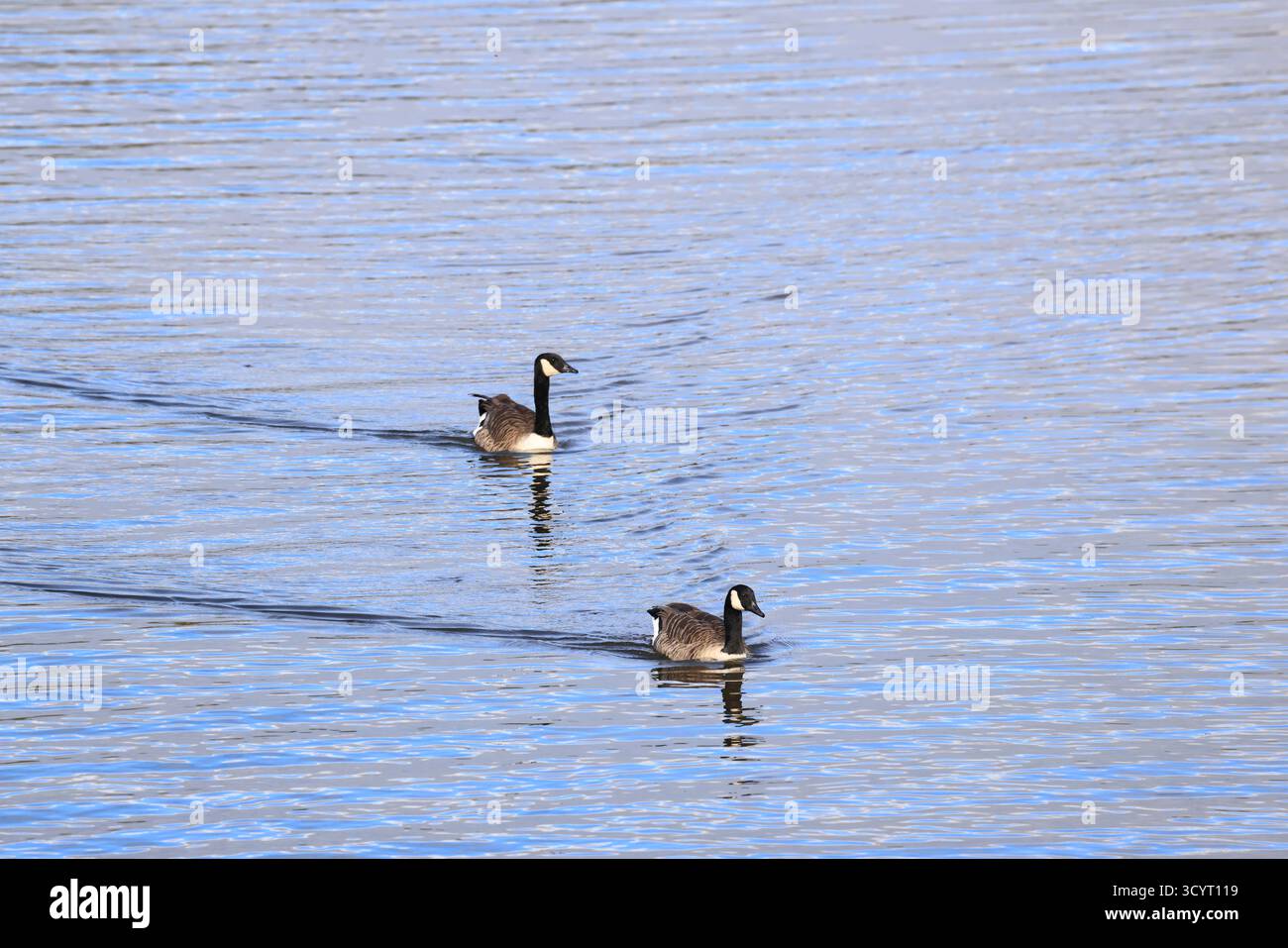 Oche del Canada (branta canadensis) Llanishen Reservoir and Country Park, Cardiff, Galles del Sud, Regno Unito. Presa ottobre 2025 Foto Stock