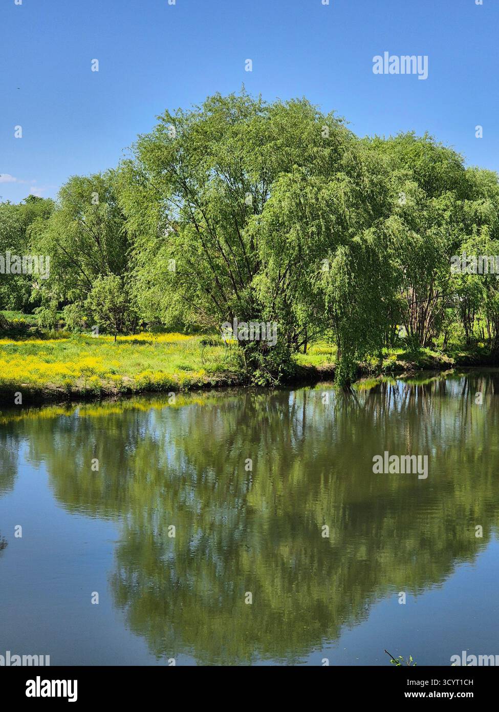 paesaggio naturale calmo: grandi alberi verdi sulla riva di uno stagno, dove il riflesso dell'acqua e il cielo azzurro sono chiari Foto Stock