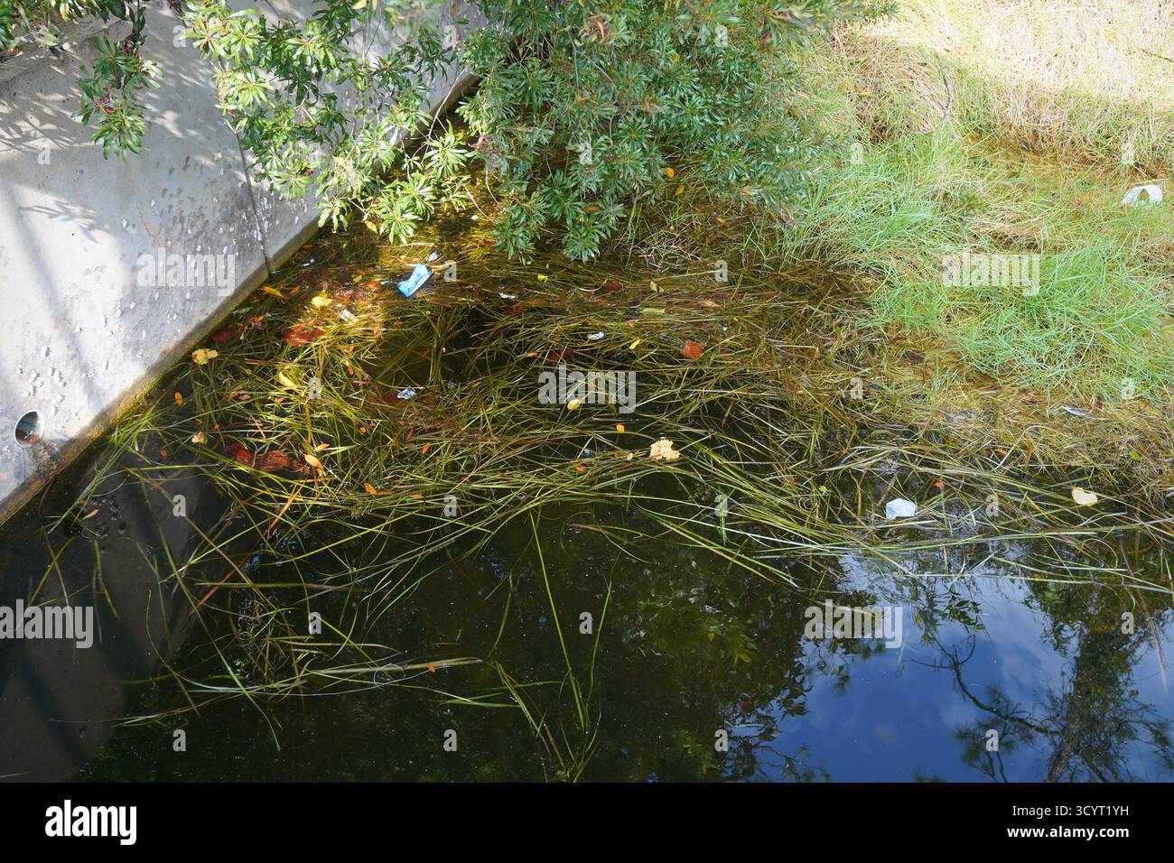 Vegetazione galleggiante e rifiuti sparsi raccolti lungo il bordo di un canale a Orlando, Florida, evidenziando il contrasto tra natura e inquinamento Foto Stock