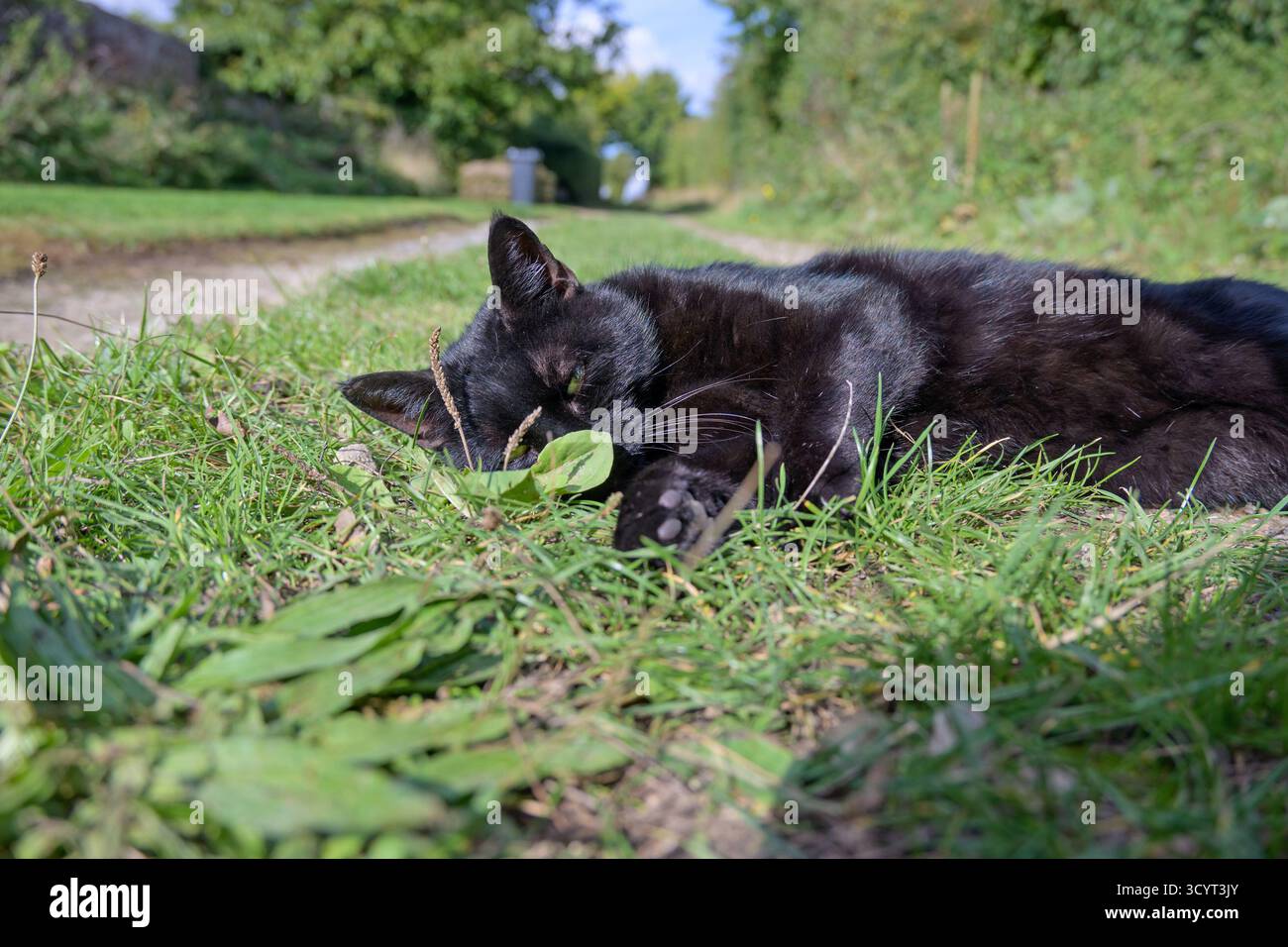 Gatto domestico nero che ha un meritato riposo dopo aver inseguito (e catturato) un coniglio. Settembre, Kent, Regno Unito. Foto Stock