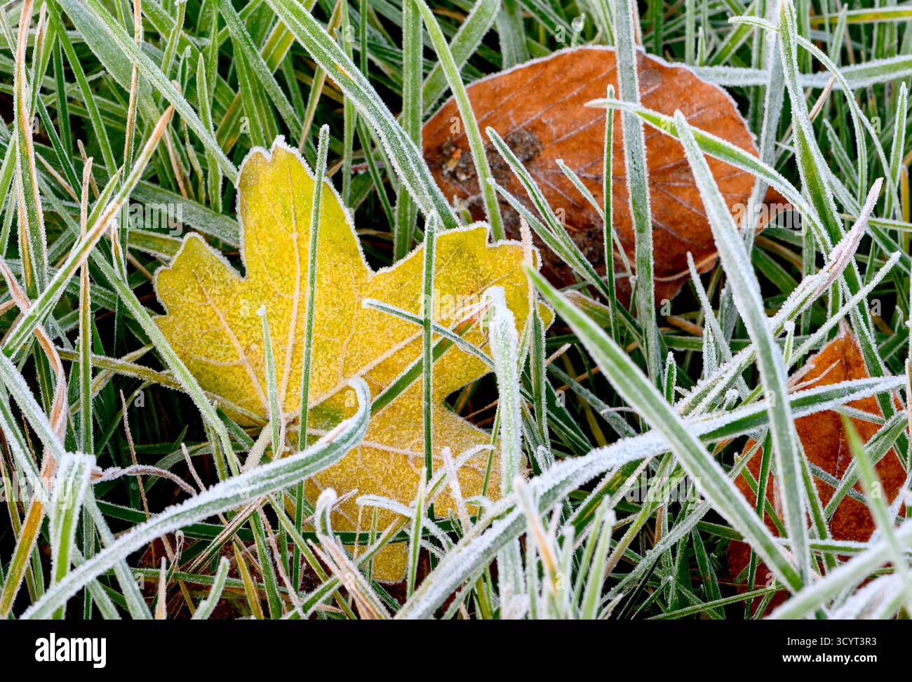 Foglie cadute coperte di gelo in una mattina di novembre Foto Stock