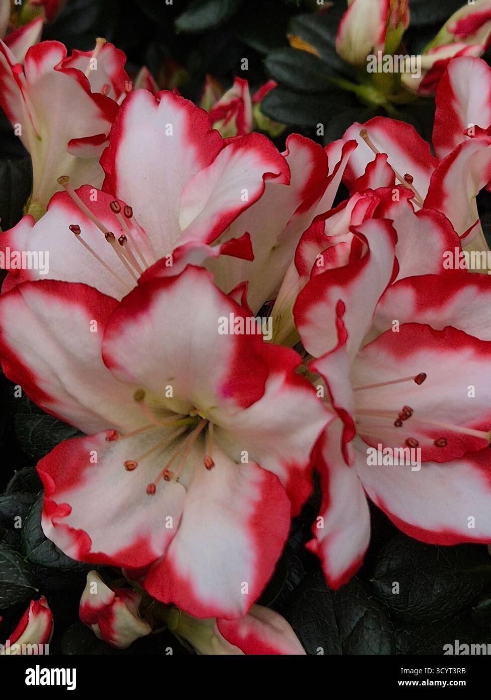 Un primo piano di luminosi fiori di rododendro (o azalea) con petali bianchi di neve bordati da un ricco bordo rosso o rosa cremisi. Colori contrastanti e cle Foto Stock