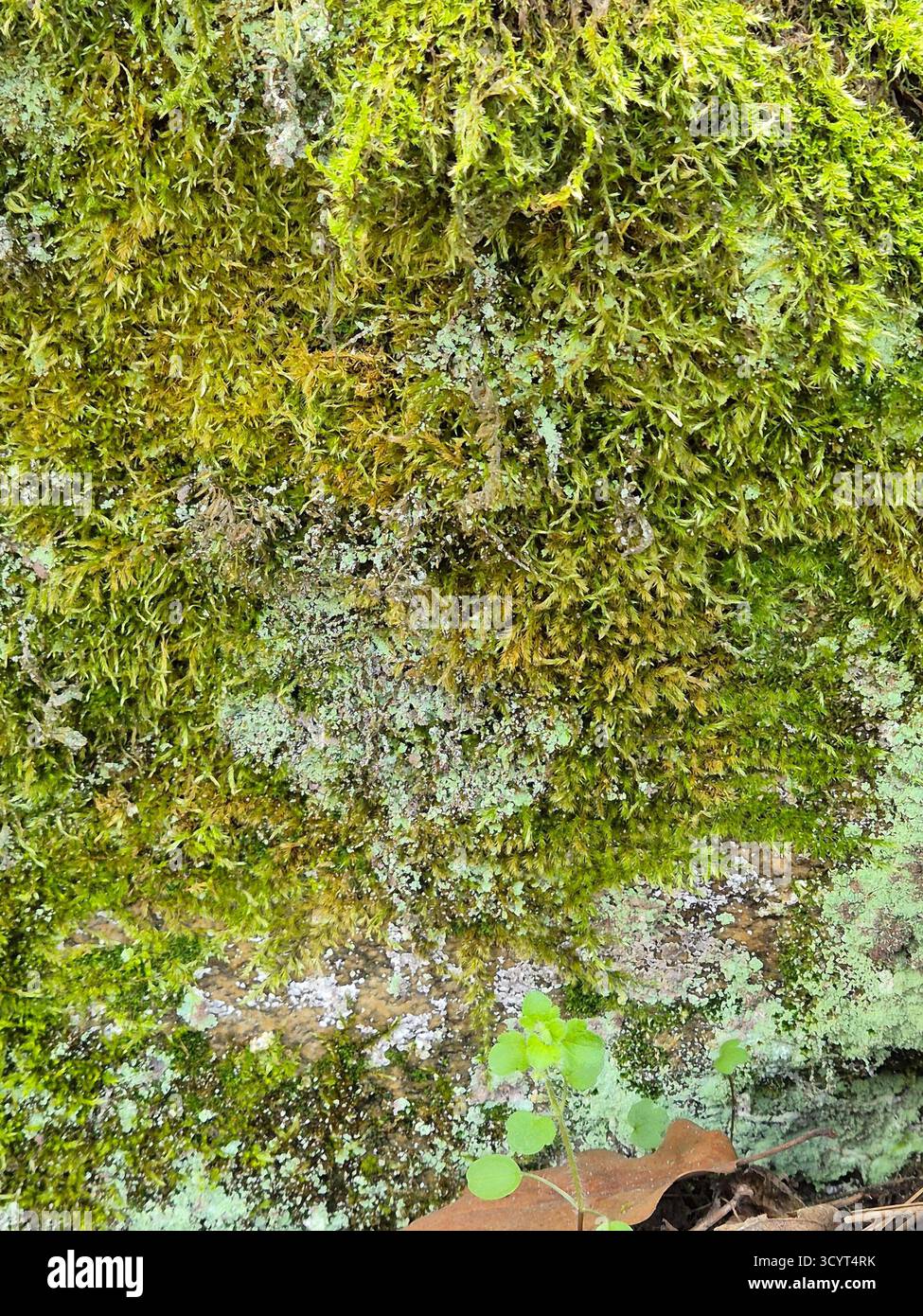 Bellezza e meraviglia della natura. muschio verde sulla roccia. - Immagine stock catturata con smartphone