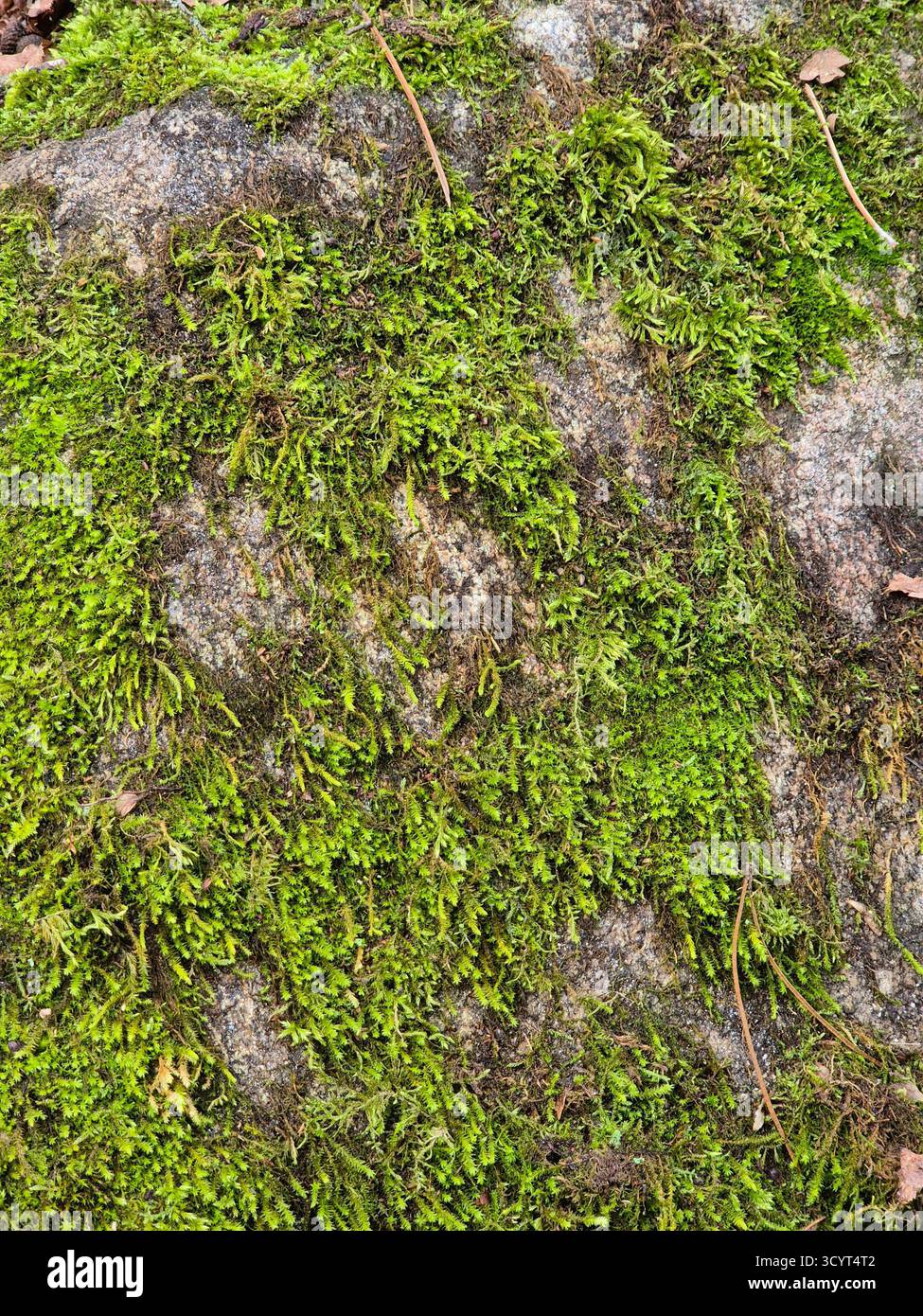 Bellezza e meraviglia della natura. muschio verde sulla roccia. - Immagine stock catturata con smartphone