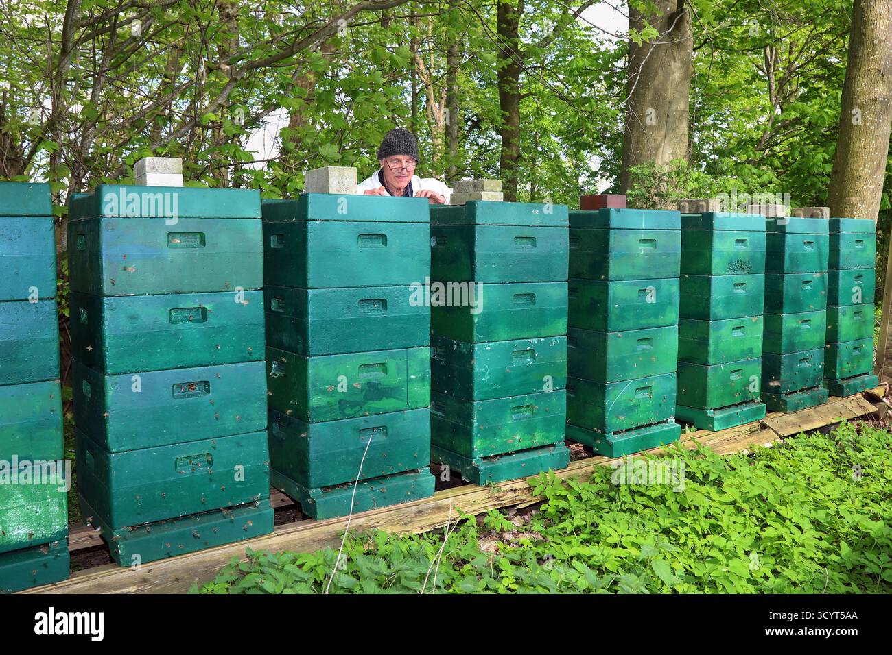29.04.2024, Germania, Schleswig-Holstein, Kleinvollstedt - l'apicoltore controlla una delle sue colonie di api. 00S240429D100CAROEX.JPG [VERSIONE DEL MODELLO: NO, CORRETTO Foto Stock