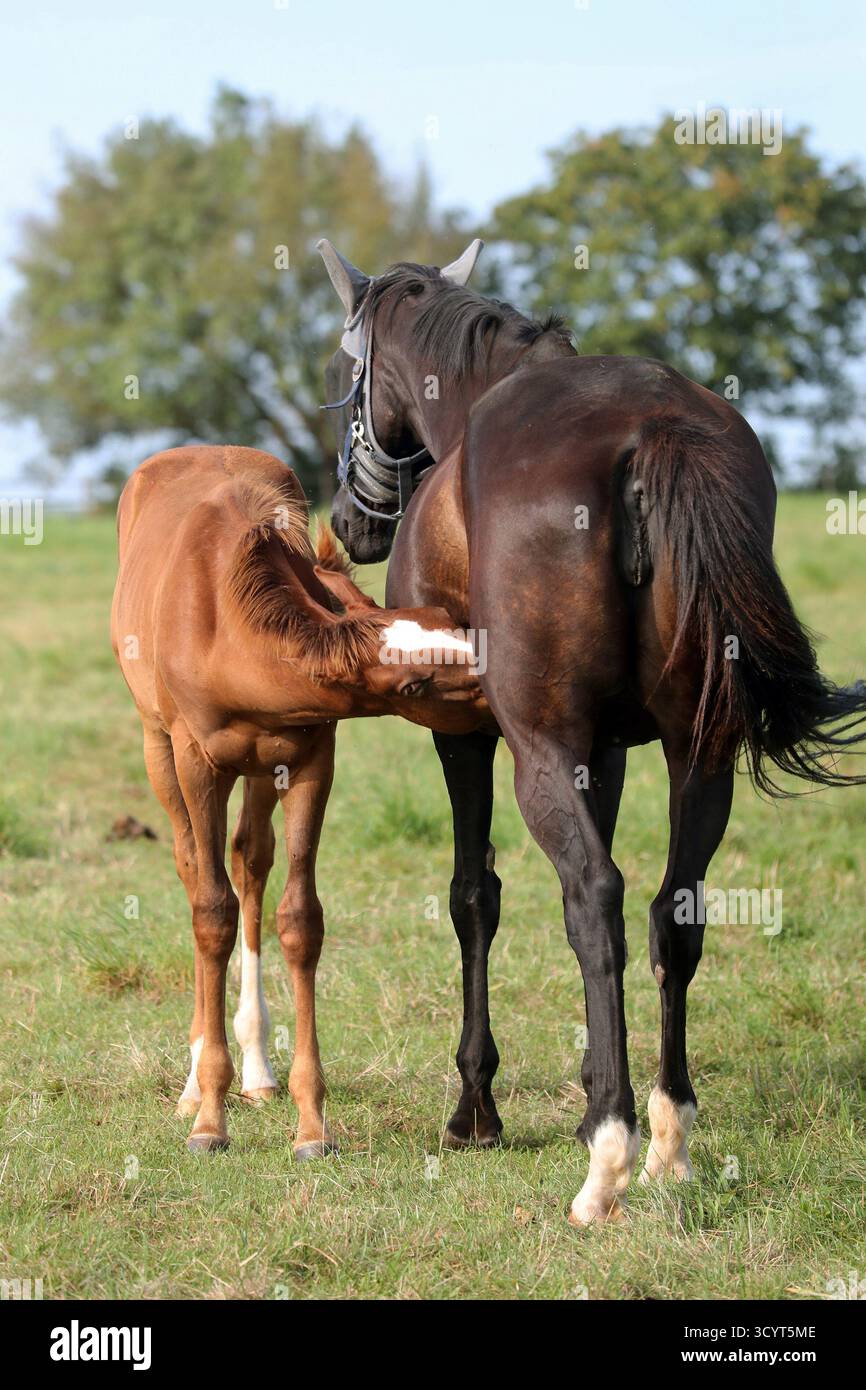 22.08.2024, Germania, Renania-Palatinato, Ingelheim - Gestuet Westerberg, puledro beve dalla mammella della madre in un pascolo. 00S240822D266CAROEX.JPG [. Foto Stock