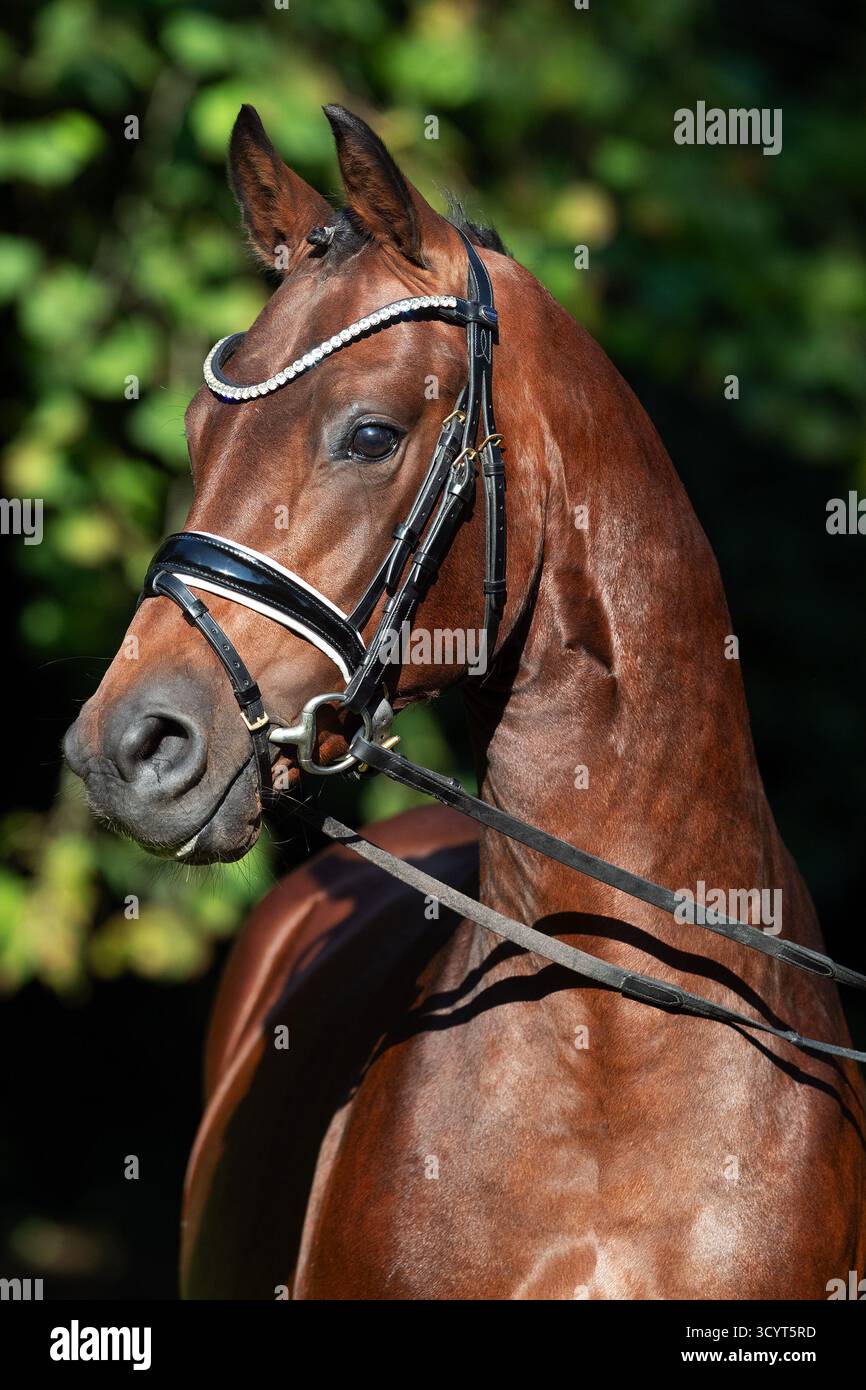 20.09.2024, Germania, bassa Sassonia, Sage-Haast - Gestuet Kastanienhof, Ritratto di uno stallone di Reipony. 00S240920D511CAROEX.JPG [VERSIONE MODELLO: NON APPL Foto Stock