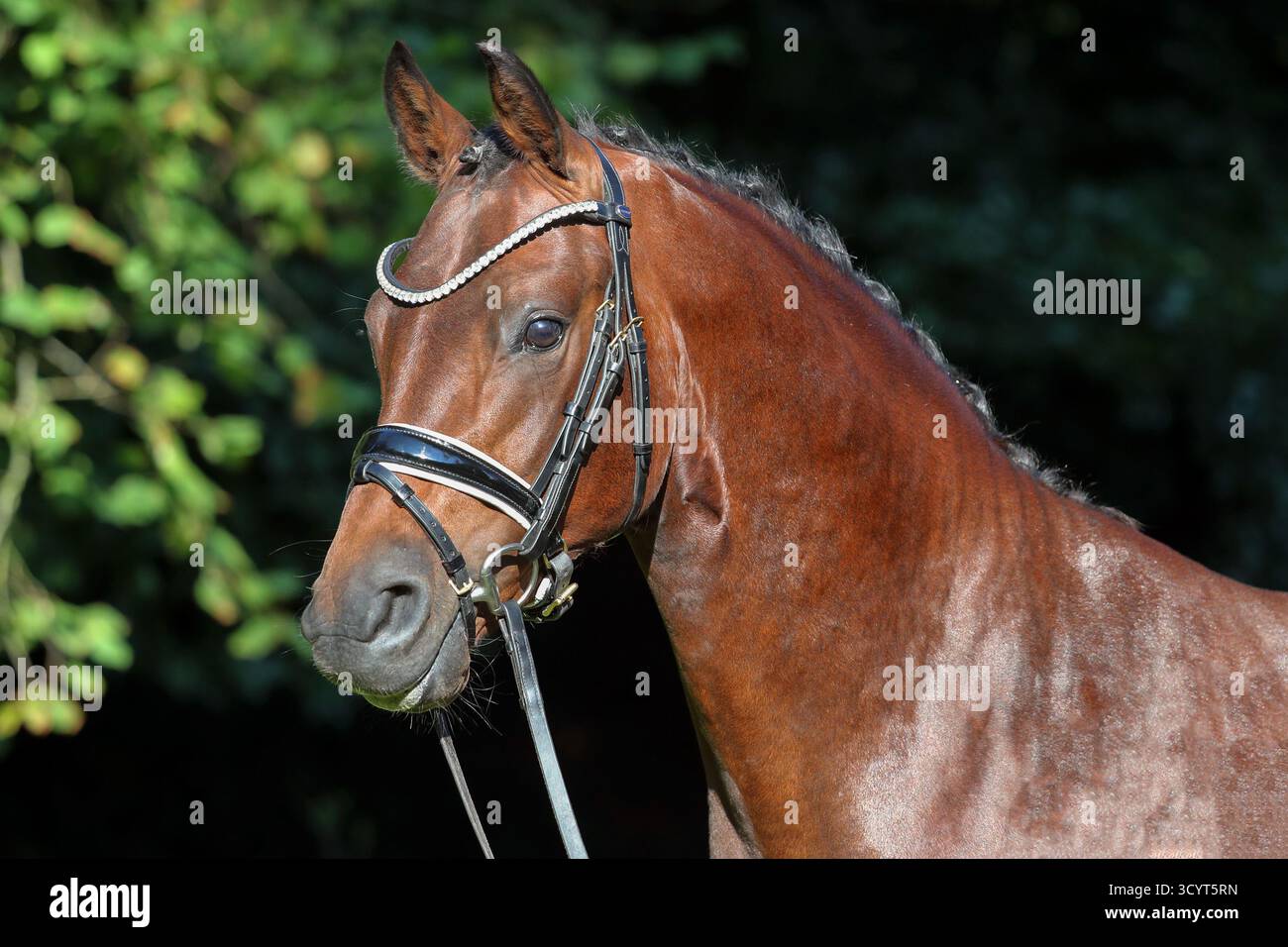 20.09.2024, Germania, bassa Sassonia, Sage-Haast - Gestuet Kastanienhof, Ritratto di uno stallone di Reipony. 00S240920D512CAROEX.JPG [VERSIONE MODELLO: NON APPL Foto Stock