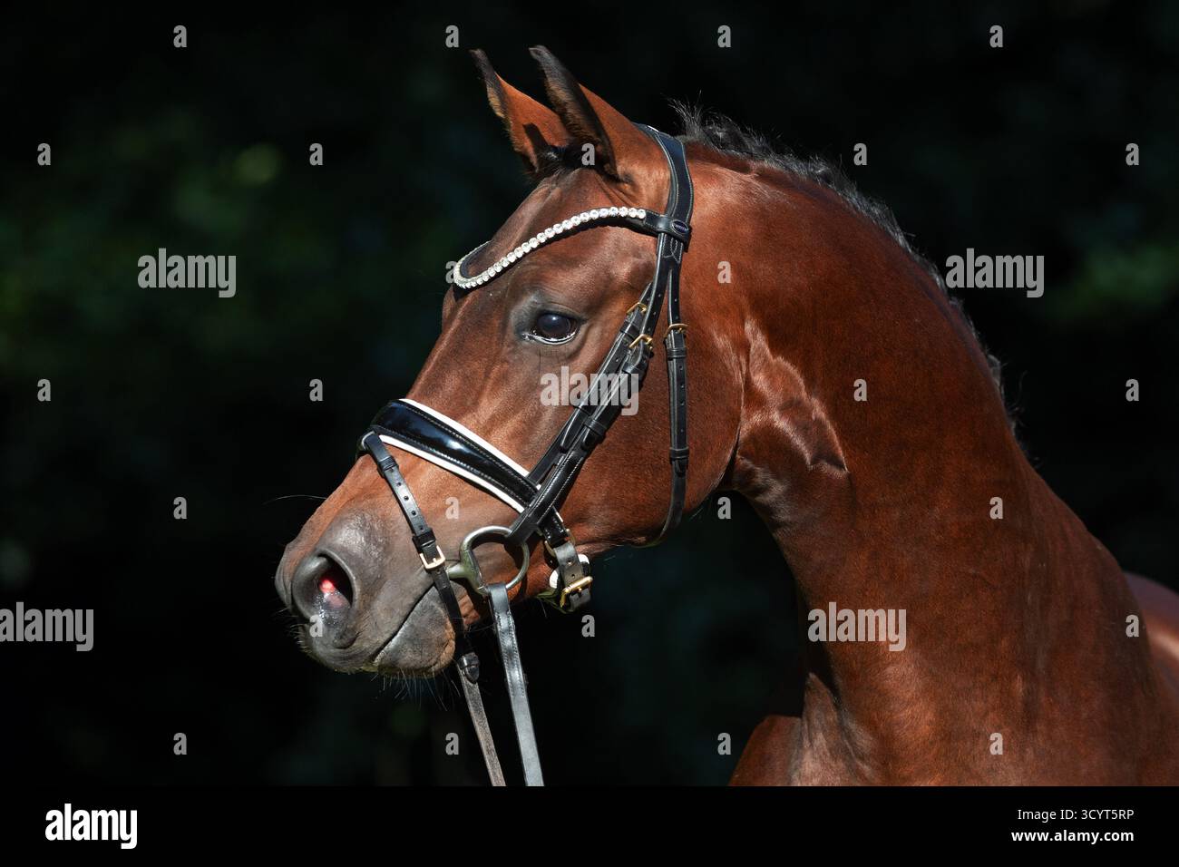20.09.2024, Germania, bassa Sassonia, Sage-Haast - Gestuet Kastanienhof, Ritratto di uno stallone di Reipony. 00S240920D517CAROEX.JPG [VERSIONE MODELLO: NON APPL Foto Stock