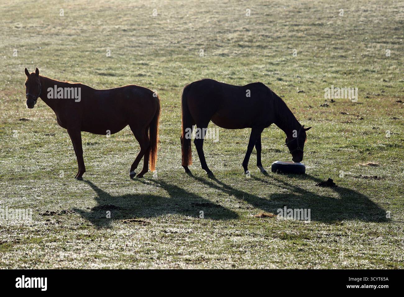 12.10.2024, Germania, Brandeburgo, Goerlsdorf - Gestuet Goerlsdorf, sagome di cavalli gettano ombre sull'erba di un pascolo al mattino. 00S241 Foto Stock