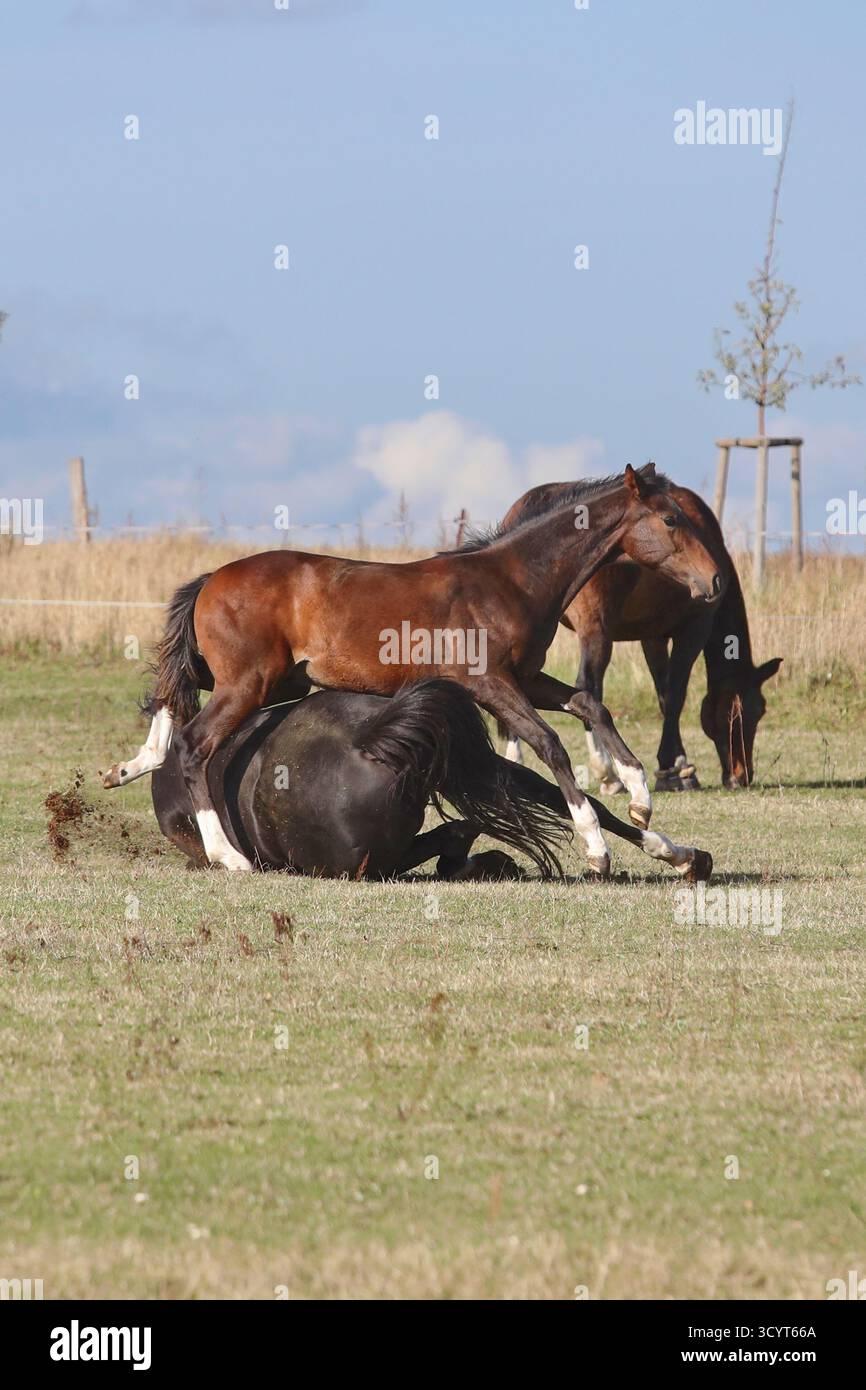 12.10.2024, Germania, Brandeburgo, Gartz - Gartz - Foal salta su una giace a terra. 00S241012D681CAROEX.JPG [VERSIONE DEL MODELLO: NON APPLICABILE, Foto Stock