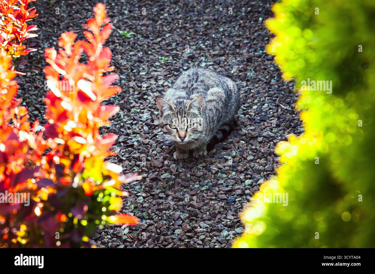 Il gatto grigio caccia in giardino. Il gatto fissa intensamente la sua preda Foto Stock