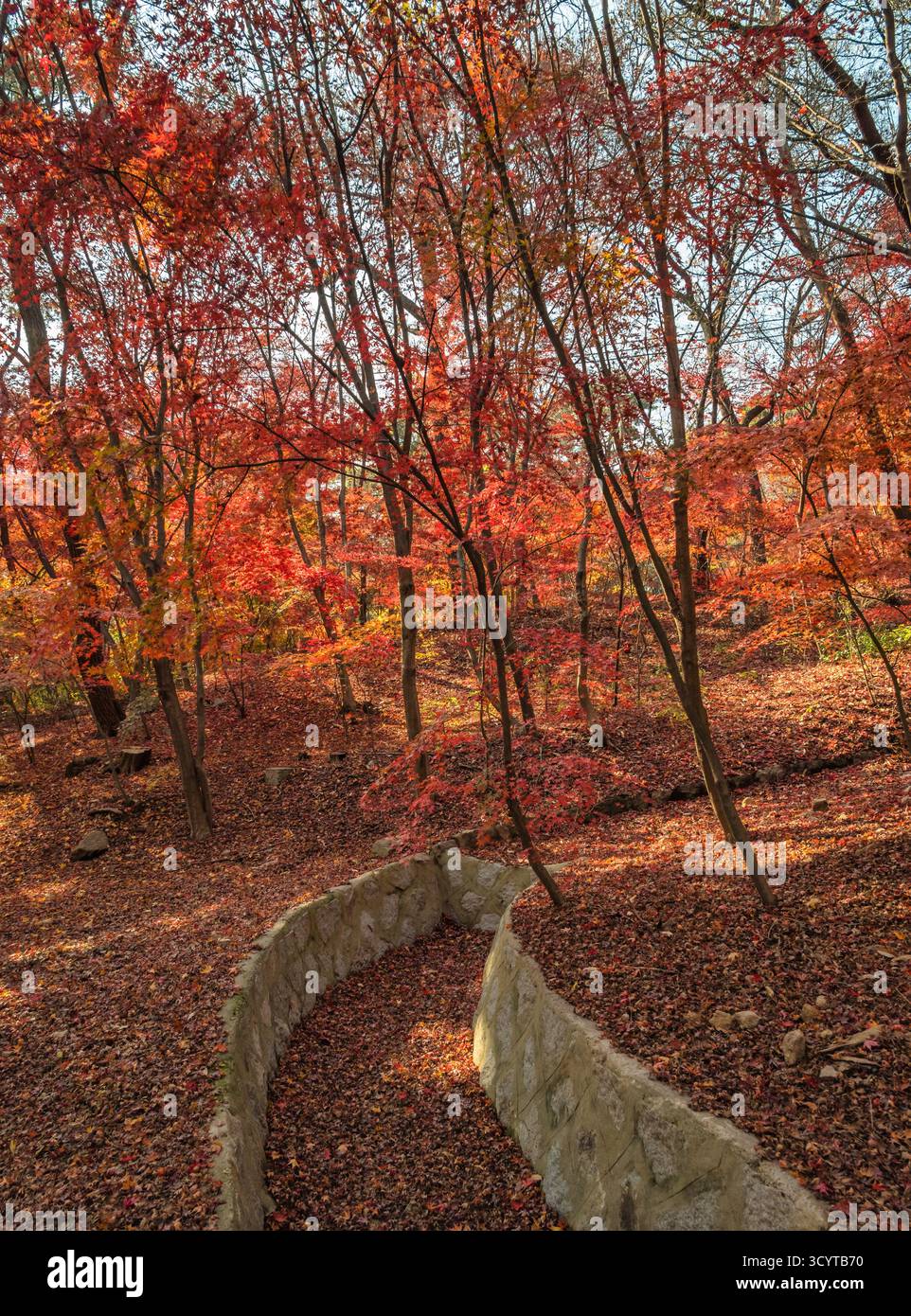 Seoul Corea del Sud, foglia d'acero rosso al Parco Samcheong nella stagione autunnale Foto Stock
