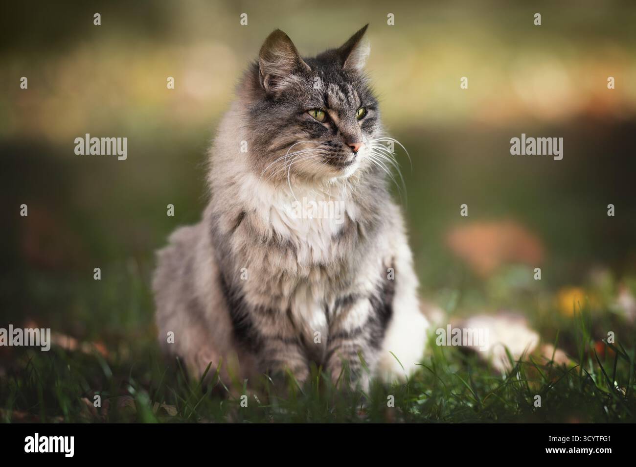 Bellissimo gatto grigio e bianco che siede allerta sull'erba verde nel giardino naturale Foto Stock