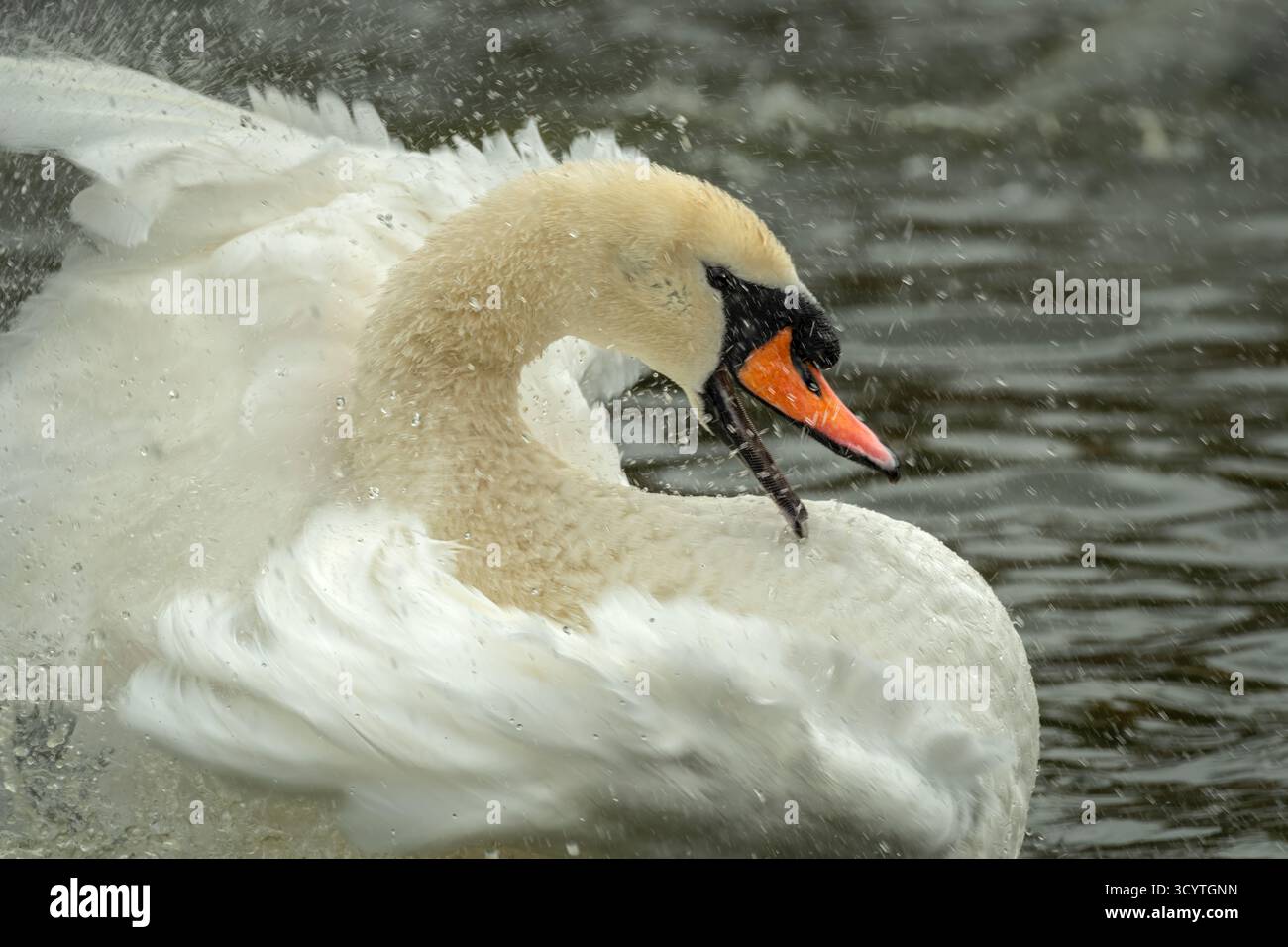 Il cigno muto (Cygnus olor) è una specie di cigno e un membro della famiglia degli uccelli acquatici Anatidae. I maschi sono più grandi delle femmine e hanno una manopola o più grande Foto Stock
