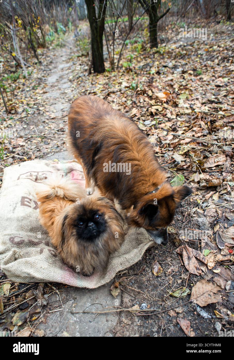 Due amici-cani con una busta di caffè vuota, in un giardino autunnale Foto Stock