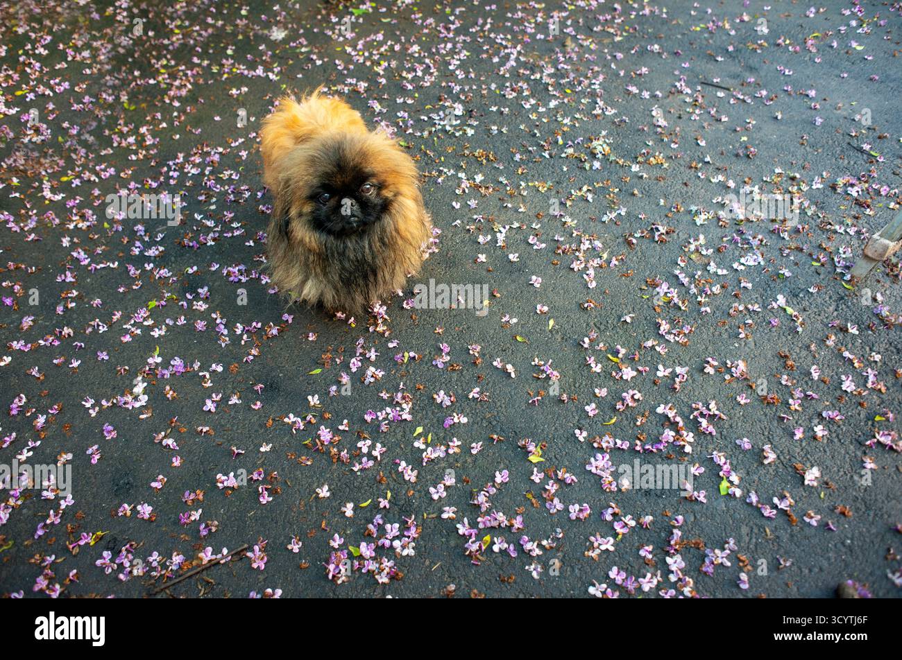 Un morbido cane pekinese, con petali di lilla caduti sullo sfondo Foto Stock