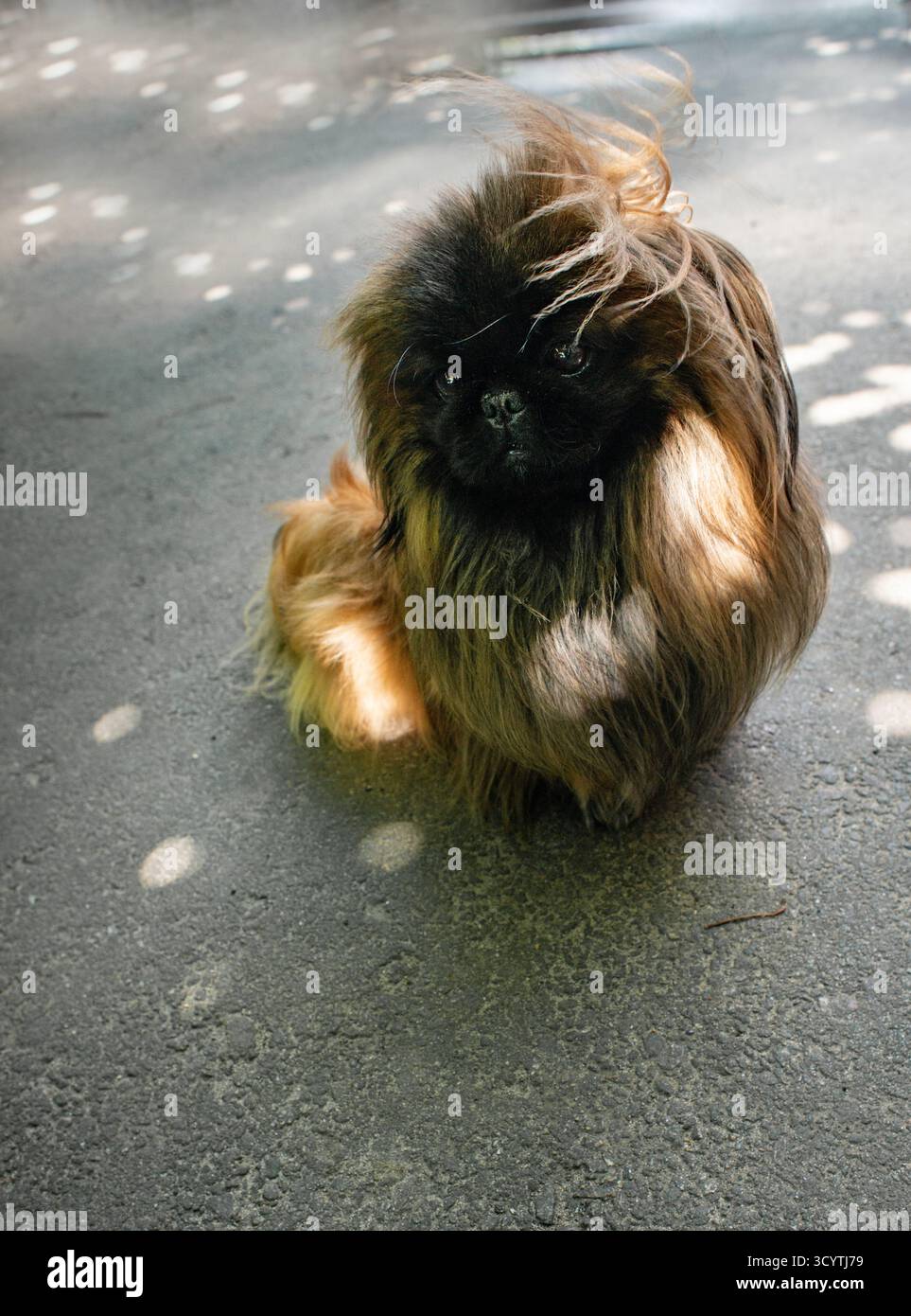 Un soffice cane pekinese, con cani da sole sullo sfondo Foto Stock