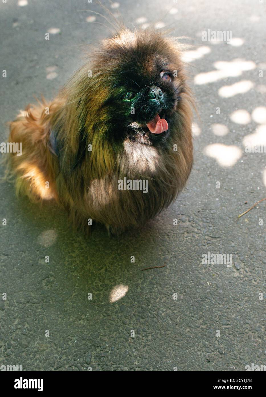 Un soffice cane pekinese, con cani da sole sullo sfondo Foto Stock