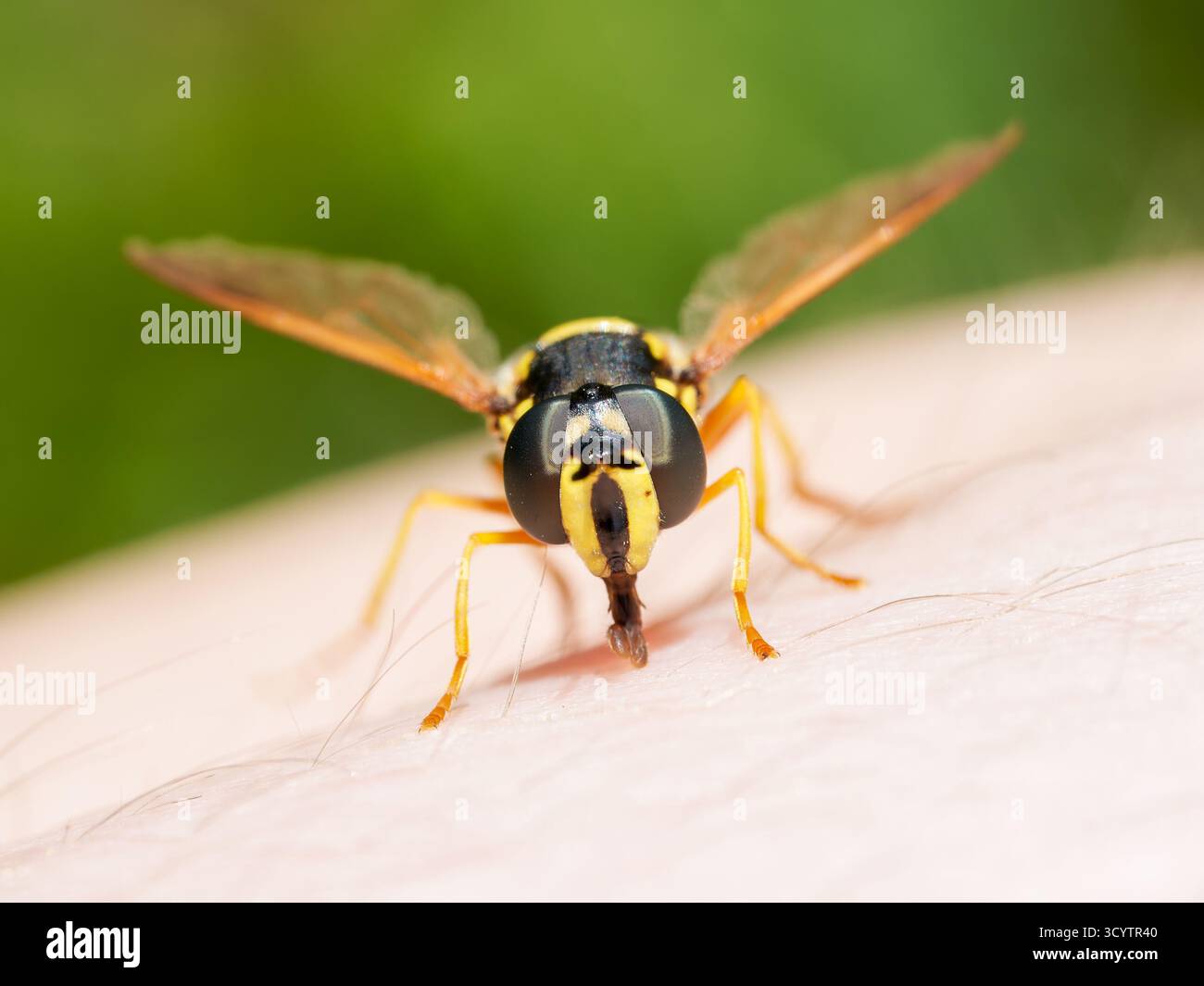 Macro di Chrysotoxum festivum hoverfly che imita una vespa sulla pelle umana a Tignes, nelle Alpi francesi. Foto Stock