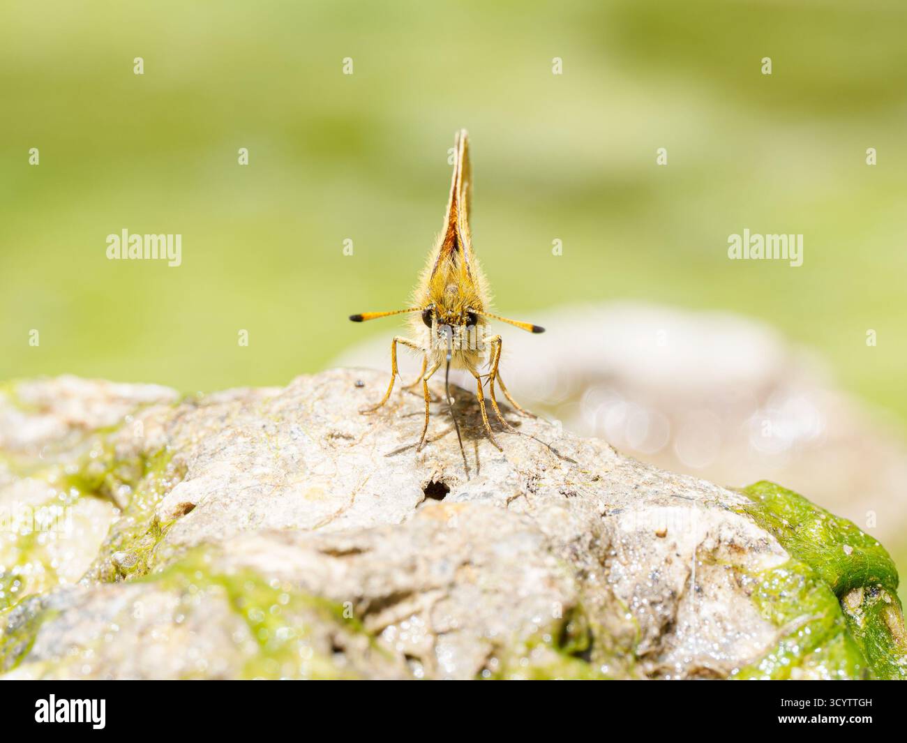 Essex Skipper (Thymelicus lineola) che beve minerali da pietre umide, Tignes, Alpi francesi. Foto Stock