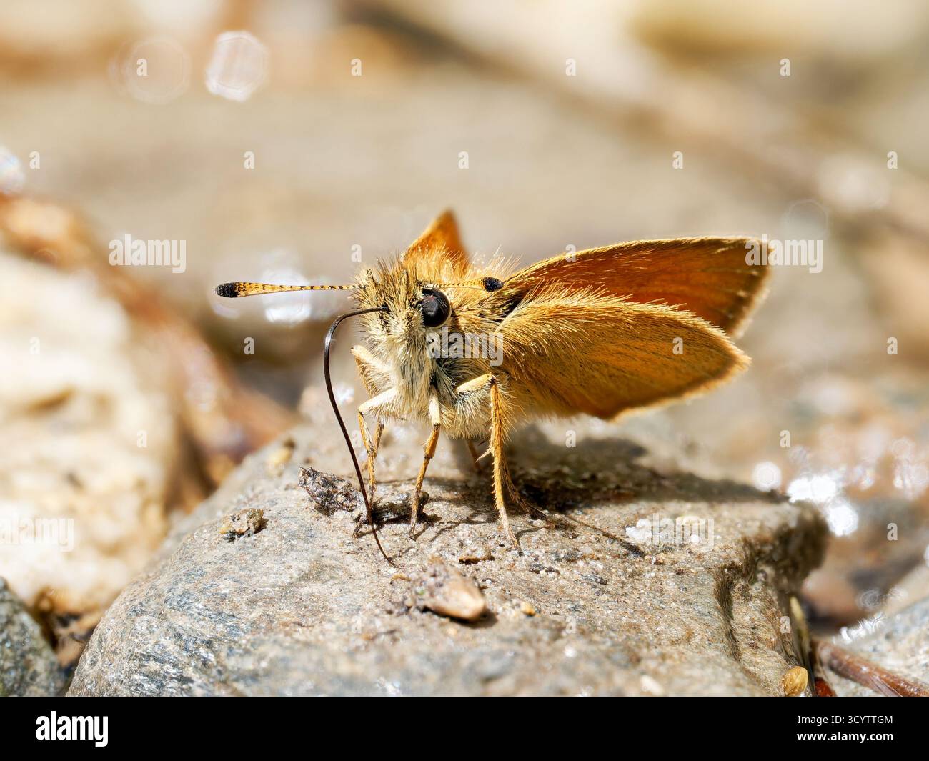 Essex Skipper (Thymelicus lineola) che beve minerali da pietre umide, Tignes, Alpi francesi. Foto Stock