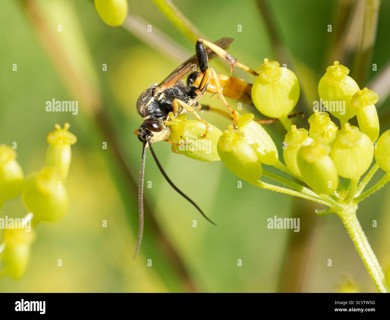 Vespa parassitoide Ichneumoninae con addome arancione e nero, Tignes, Alpi francesi. Foto Stock
