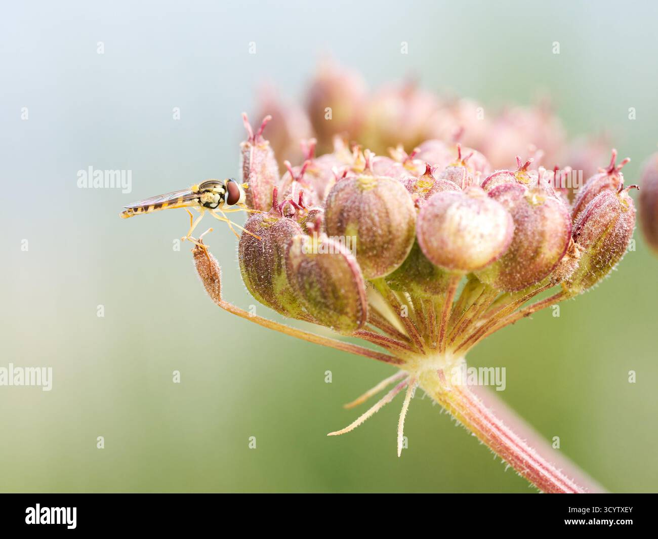 Sphaerophoria scripta (hoverfly) che riposa su un fiore di umbellifero alpino a Tignes, Alpi francesi. Foto Stock