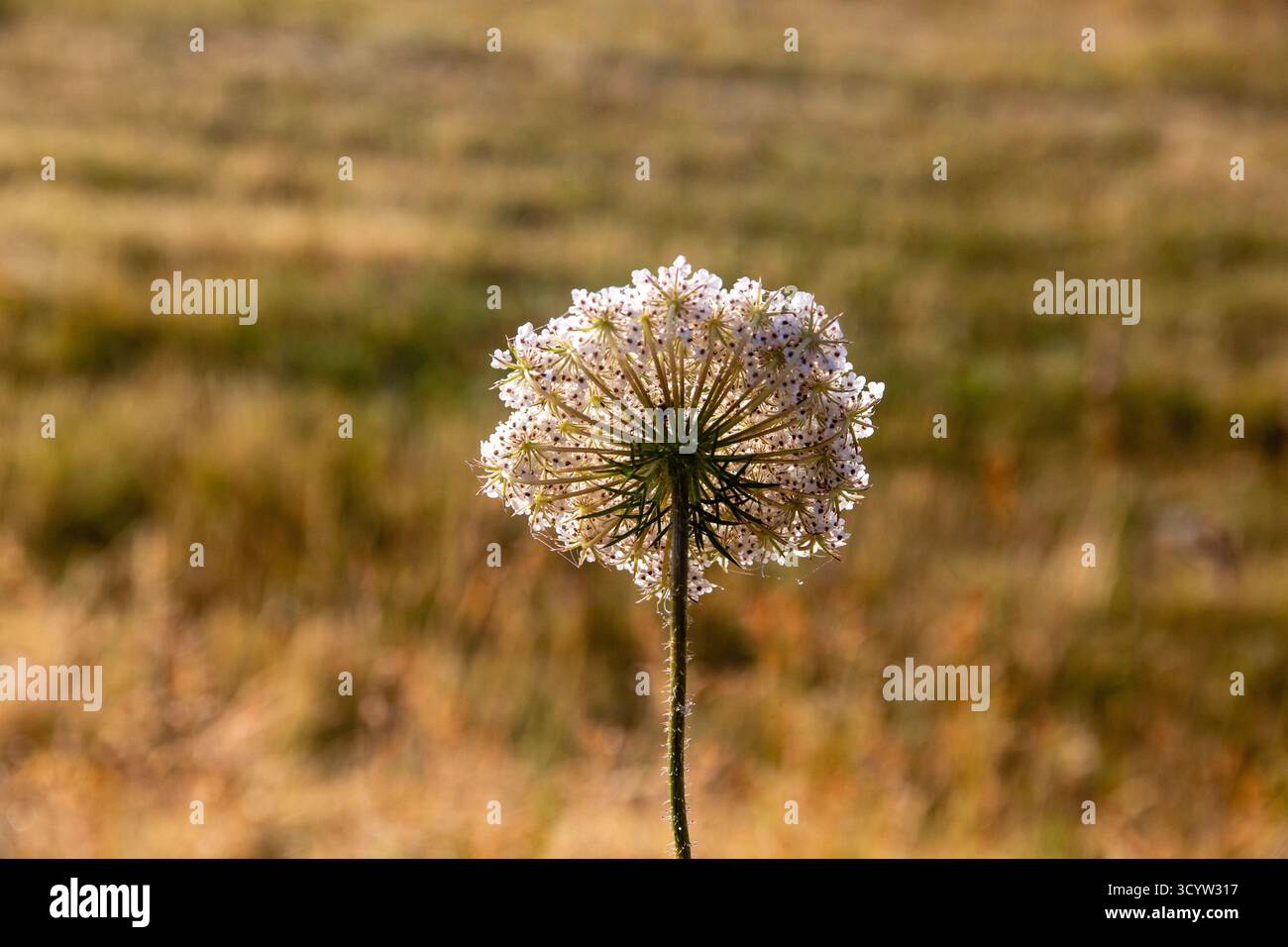 Primo piano del dorso di un fiore comune (Daucus) e delle sue geometrie omogenee, piana di Castelluccio, Umbria, Monti Sibillini, Italia Foto Stock