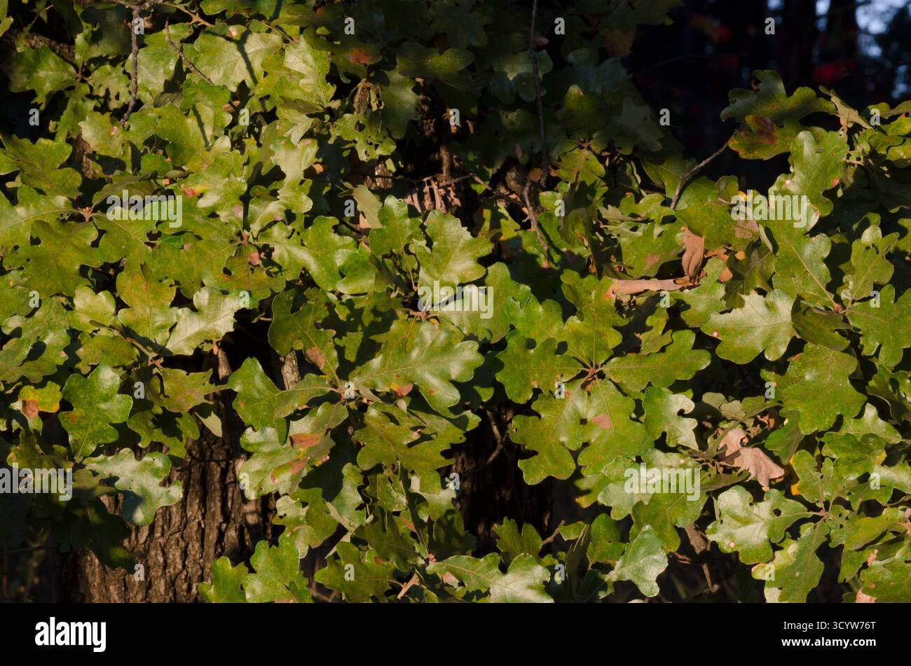 Post Oak, Quercus stellata, parte a ottobre Foto Stock