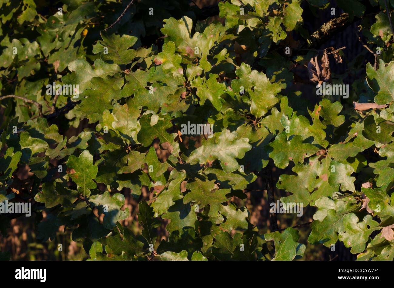 Post Oak, Quercus stellata, parte a ottobre Foto Stock