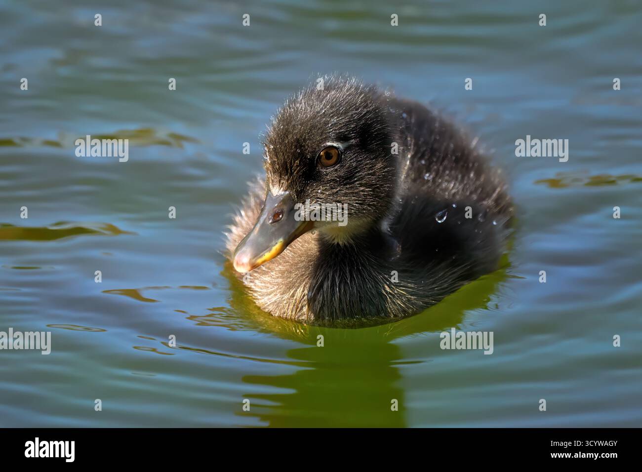 Ritratto di un anatroccolo piccolo con un piumaggio scuro e insolito, nuotando in acqua Foto Stock