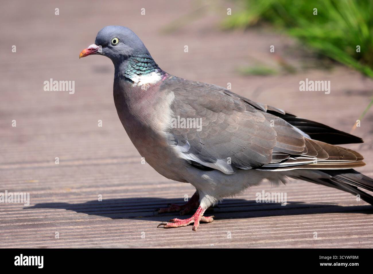 Colomba rosata Columba palumbus. Foto Stock