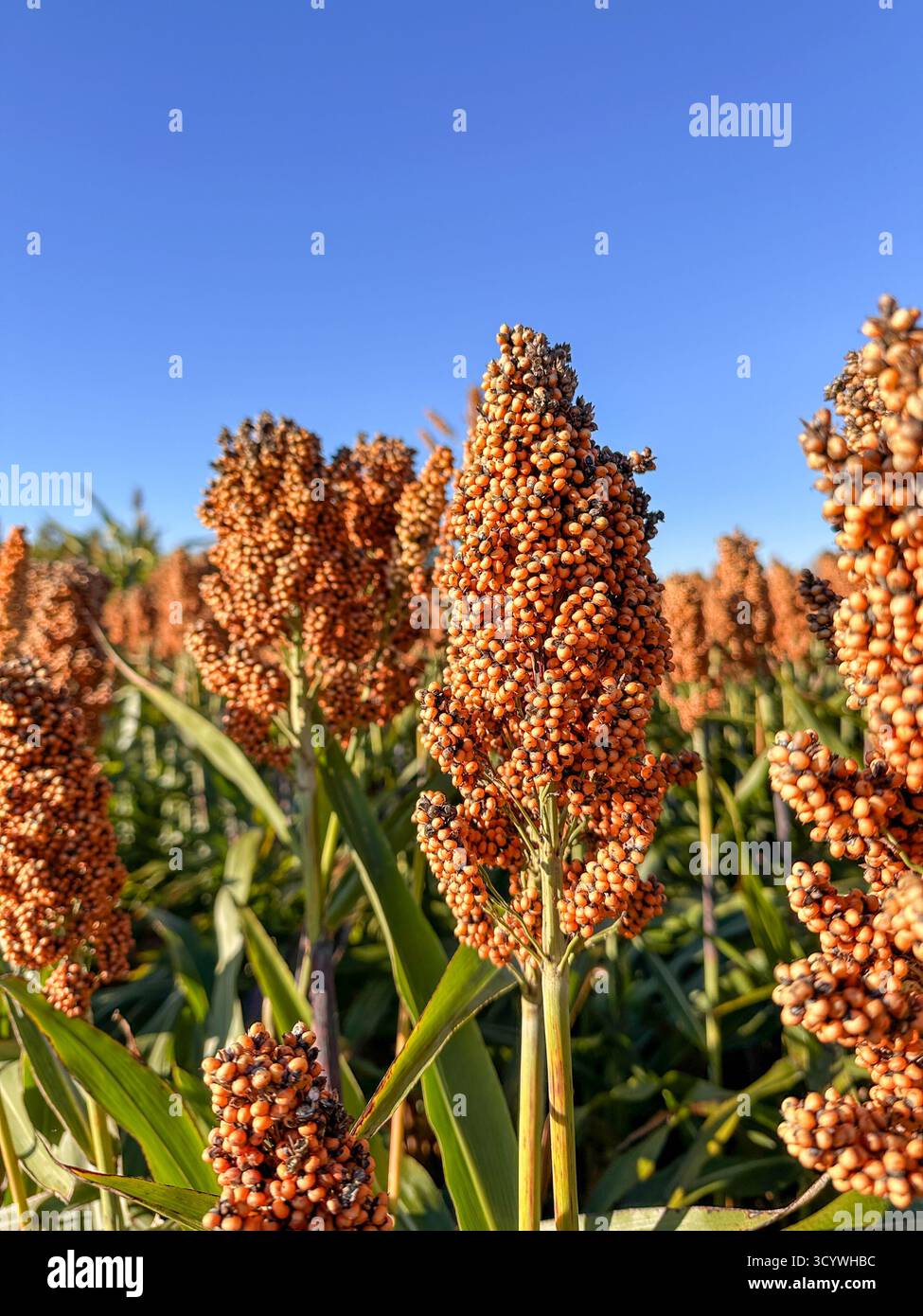 Le piante di sorgo si chiudono in un campo agricolo negli Stati Uniti - Immagine stock catturata con smartphone
