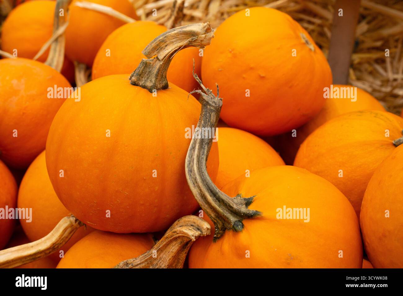 Piccole zucche d'arancia al mercato autunnale locale che rappresenta il raccolto stagionale e i prodotti agricoli biologici. Foto Stock