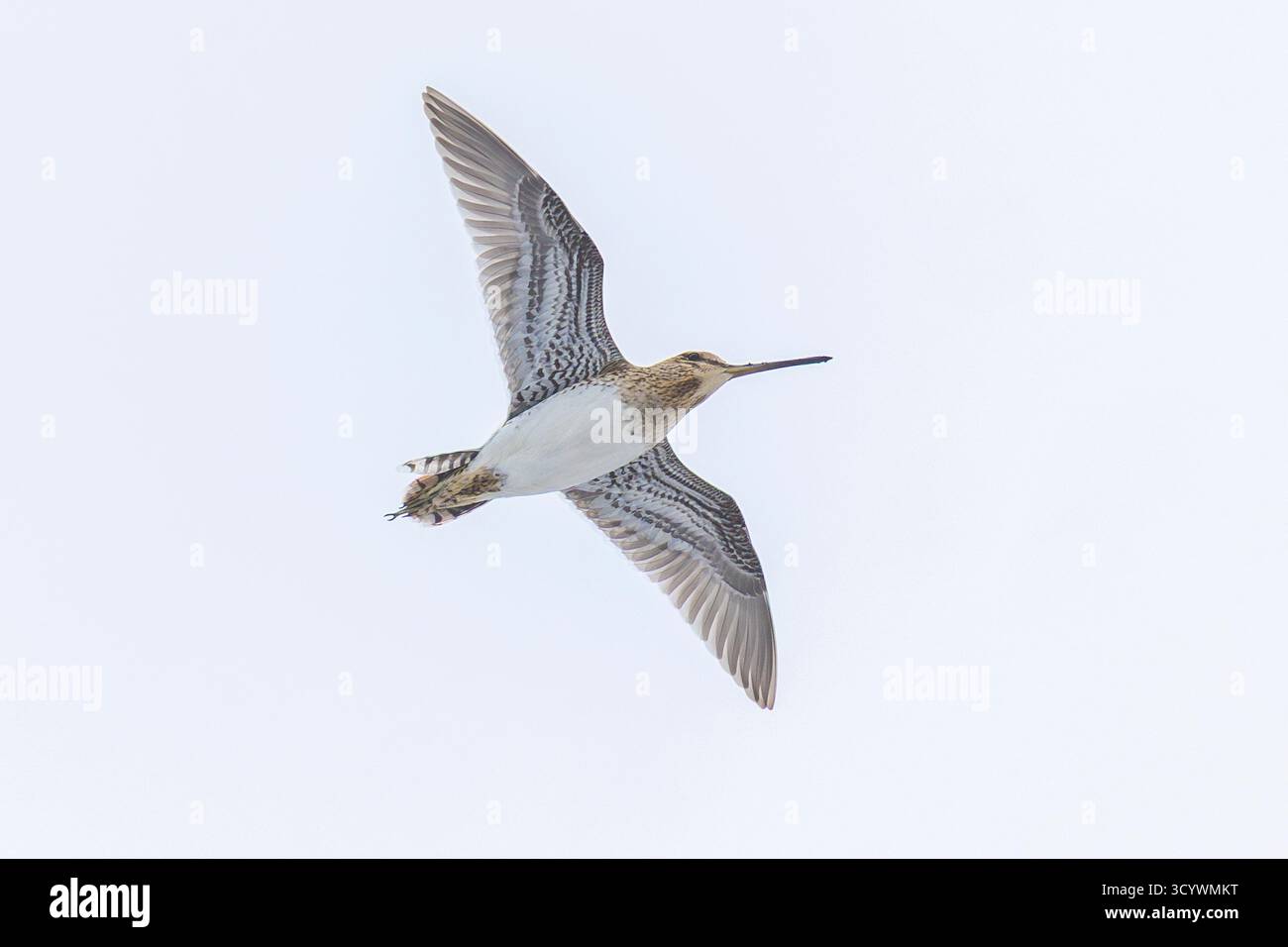 Snipe comune (Gallinago gallinago), adulti in volo visto dal basso, Finnmark, Norvegia Foto Stock