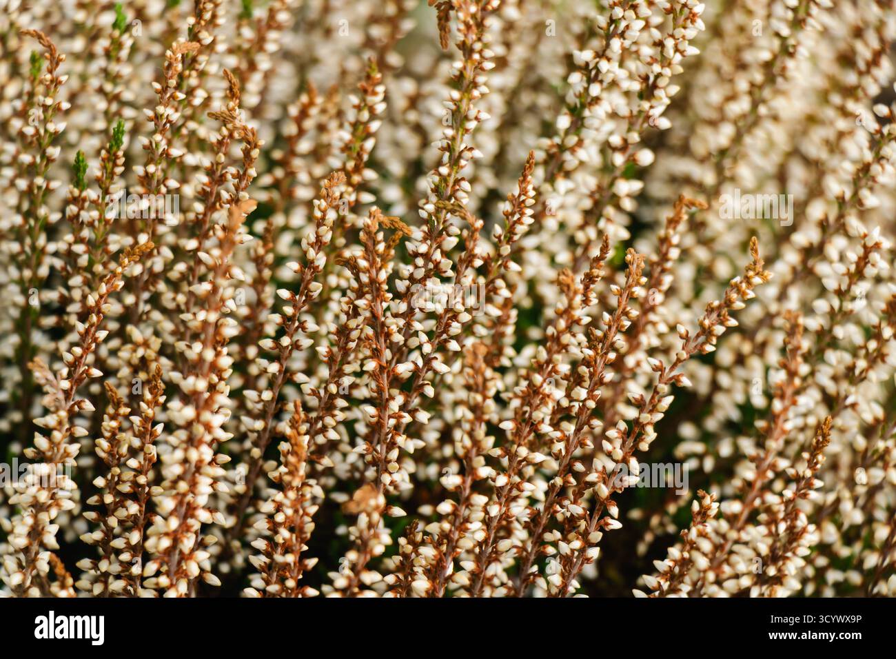 Gruppi di piccoli fiori di erica bianchi brillano sotto la calda luce del sole, catturando la consistenza morbida e le sfumature sottili dell'inizio dell'autunno. L'immagine riflette natura Foto Stock