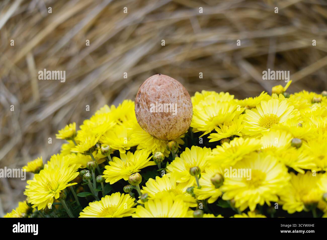 I crisantemi gialli brillanti fioriscono accanto a una balla di fieno con un solo noce che riposa tra i fiori. L'ambiente rustico cattura la calma e il calore Foto Stock