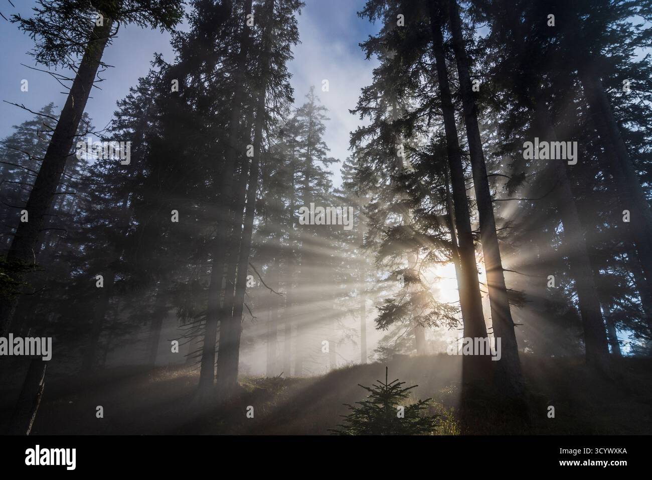 Wetterstein Mountains (Wettersteingebirge): Nebbia nella foresta, raggi di sole, alberi nella Tiroler Zugspitz Arena, Tirolo, Tirolo, Austria Foto Stock