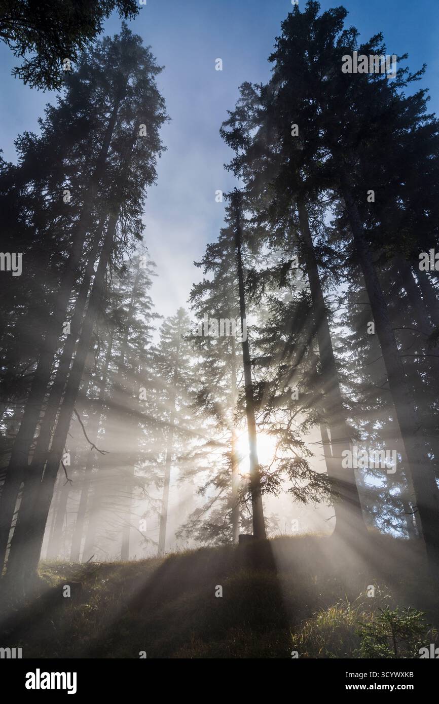 Wetterstein Mountains (Wettersteingebirge): Nebbia nella foresta, raggi di sole, alberi nella Tiroler Zugspitz Arena, Tirolo, Tirolo, Austria Foto Stock