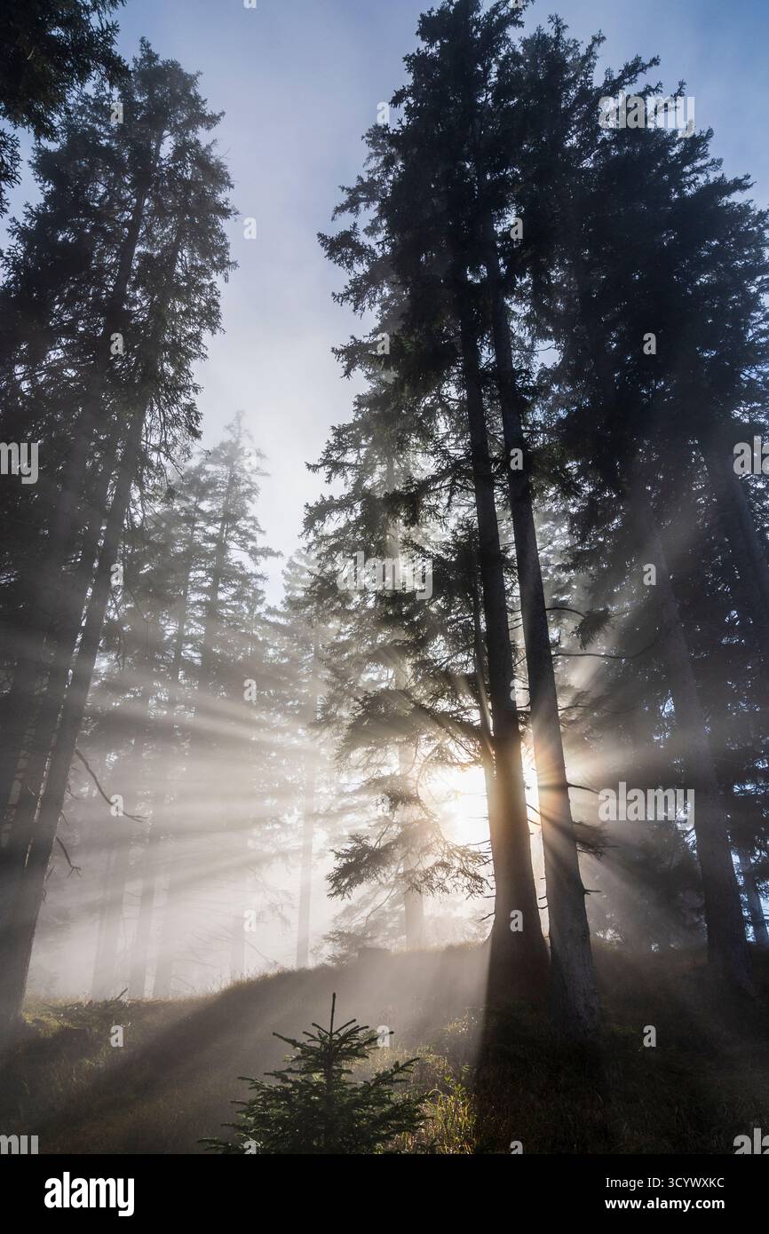 Wetterstein Mountains (Wettersteingebirge): Nebbia nella foresta, raggi di sole, alberi nella Tiroler Zugspitz Arena, Tirolo, Tirolo, Austria Foto Stock